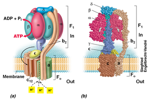 ATP synthase structure and function
