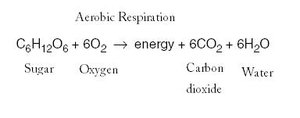 Aerobic respiration equation