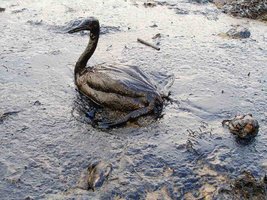 Oil spill bioremediation