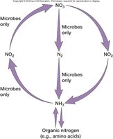 Microbial nitrogen cycle