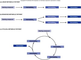 Linear, branched, and cyclic metabolic pathways