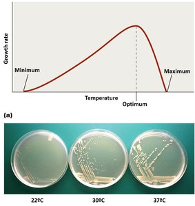 Growth rate vs temperature