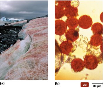 Chlamydomonas nivalis in Antarctica