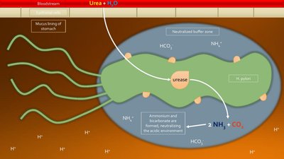 Biofilm formation and quorum sensing