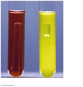 Durham tube for gas detection in fermentation