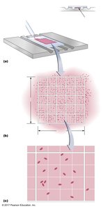 Cell counter for estimating microbial numbers