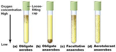 Oxygen requirements in test tubes