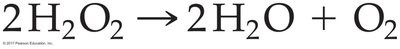 Catalase reaction: 2H2O2 to 2H2O + O2