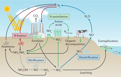 Nitrogen cycle