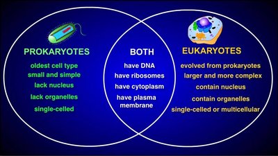 Venn diagram comparing prokaryotes and eukaryotes
