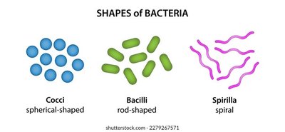 Shapes of bacteria: cocci, bacilli, spirilla