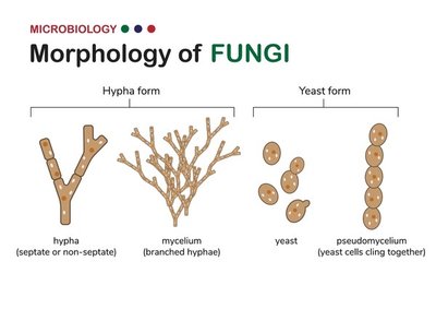Morphology of fungi: hyphae, mycelium, yeast, pseudomycelium