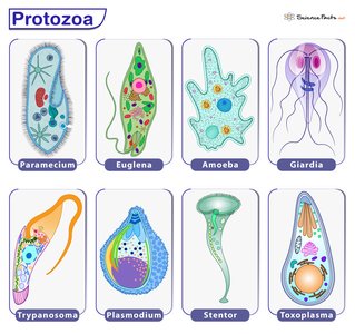 Illustrations of various protozoa