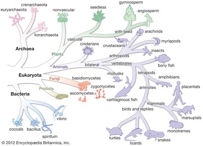 Phylogenetic tree showing the three domains of life: Bacteria, Archaea, Eukarya