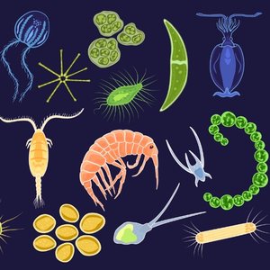 Various aquatic microorganisms, representing the base of the food chain in aquatic environments