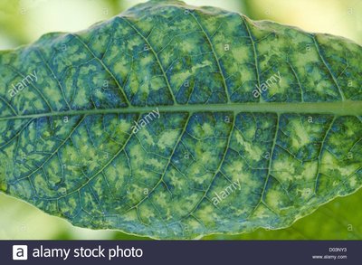 Tobacco leaf with mosaic virus symptoms, illustrating the naming of Tobacco mosaic virus