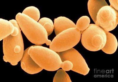 Yeast cells, representing unicellular fungi