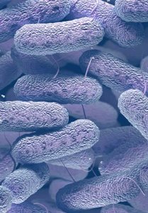 Bacteria under microscope, representing Salmonella enterica