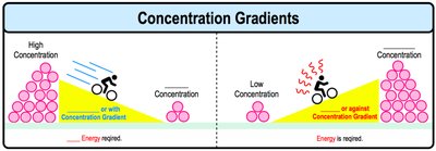 Diagram of concentration gradients