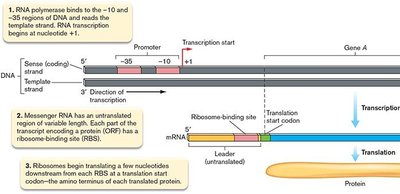 Translation process: tRNA, ribosome, and peptide bond formation