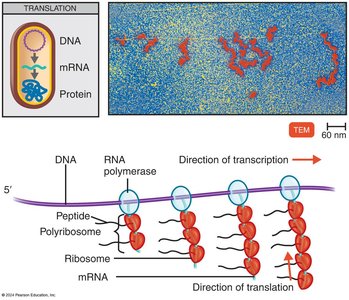 Simultaneous transcription and translation in bacteria
