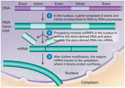 RNA processing in eukaryotic cells: splicing of exons and introns