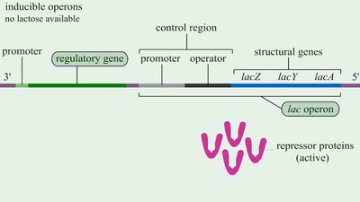 Structure of the operon: promoter, operator, structural genes