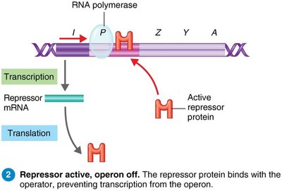 lac operon: repressor active, operon off