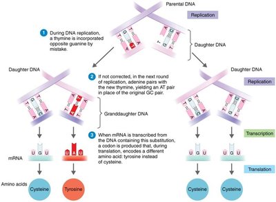 Base substitution mutation