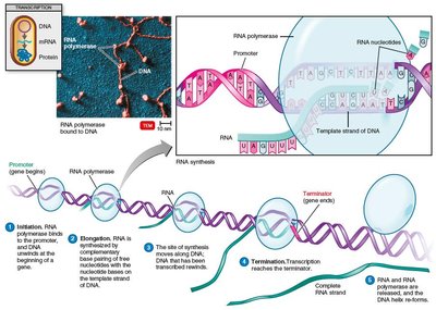 Detailed process of transcription with RNA polymerase