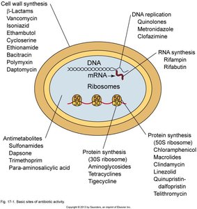 Basic sites of antibiotic activity