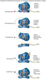 Mechanisms of protein synthesis inhibition by antibiotics
