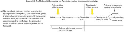 Folic acid synthesis pathway and inhibition by sulfonamides and trimethoprim