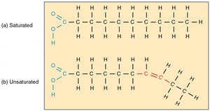 Saturated and unsaturated fatty acid structures