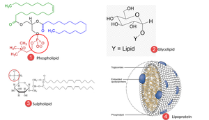 Types of compound lipids