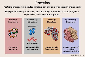Protein structure and function