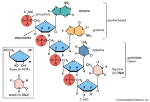 Nucleotide structure