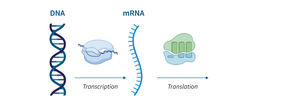 Central dogma: transcription and translation