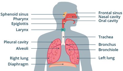Diagram of the human respiratory system with labeled parts