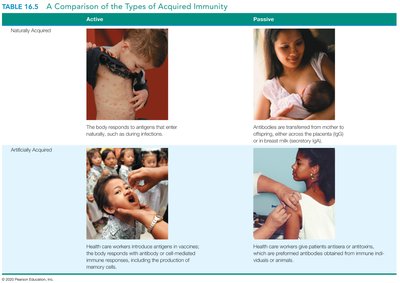 Comparison of types of acquired immunity