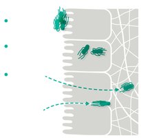 Diagram showing different strategies for pathogen invasion of host tissues