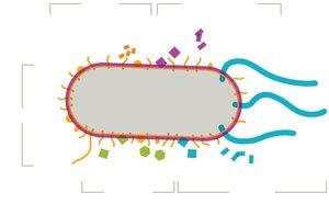 Diagram of bacterial cell showing virulence factors such as pili, capsule, toxins, and flagella
