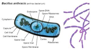 Diagram of Bacillus anthracis showing capsule, spore, and cell wall