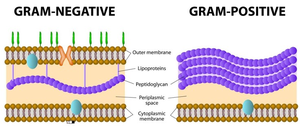 Comparison of Gram-negative and Gram-positive cell walls, highlighting LPS in Gram-negative