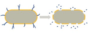 Diagram showing release of endotoxin from Gram-negative bacteria upon cell wall breakdown