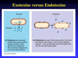 Comparison of exotoxins and endotoxins