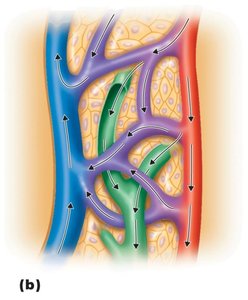 Relationship of lymphatic capillaries to tissue cells and blood capillaries