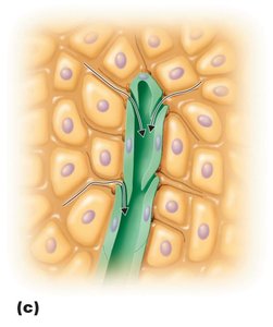 Details of a lymphatic capillary
