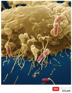 A macrophage engulfing bacteria