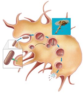 Phases of phagocytosis